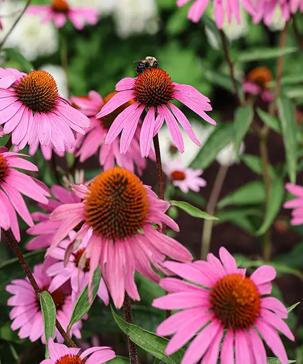 Landscape Care