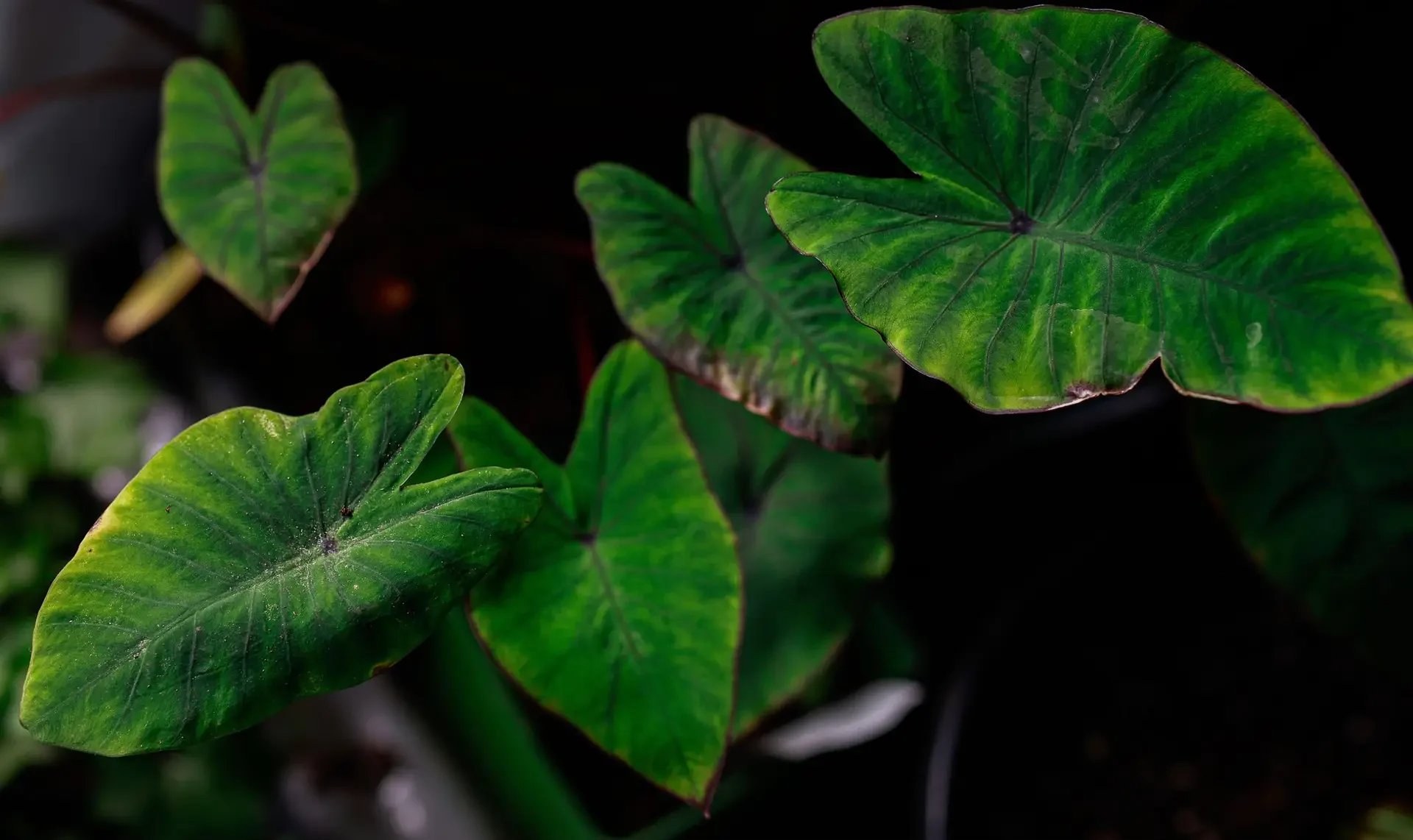 Plant selection