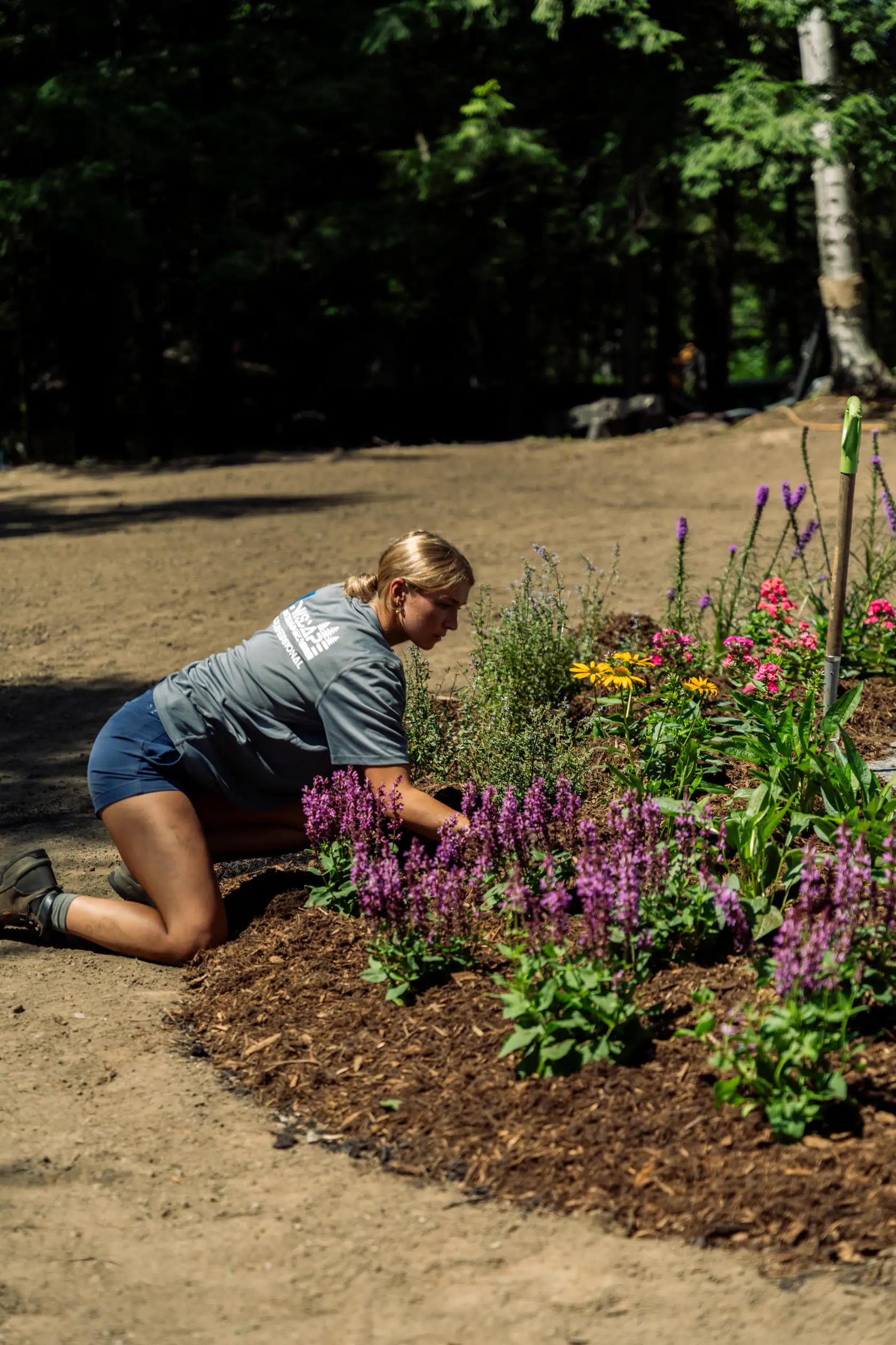 NuScape gardener planting perennials in a new bed